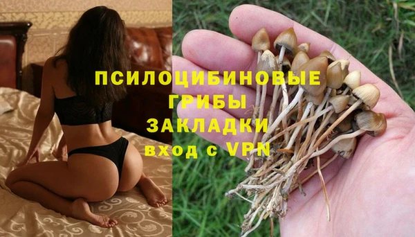 PSILOCYBIN Заводоуковск